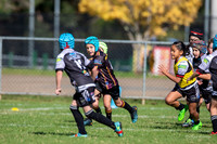 20190511_Under 8 (2) Vs Rouse Hill - R5_034