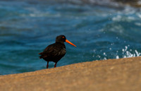 Sooty Oystercatcher