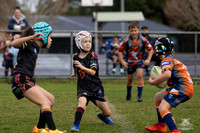 U7(3) R7 v AST Tigers_5